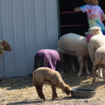American Flock Farms - Sheep Flock